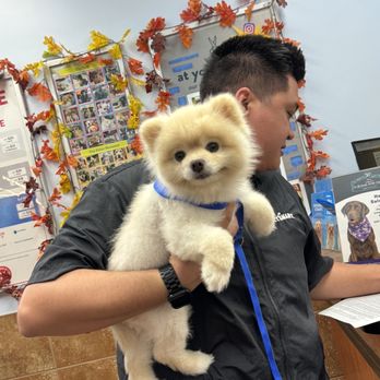 PetSmart - Time for a teddy bear cut from Levi - Pet Groomers Near Me - Mililani, Hawaii PetSmart - Time for a teddy bear cut from Levi - Pet Groomers Near Me - Mililani, Hawaii