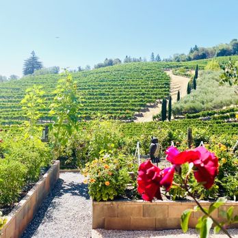 A Rafanelli Winery - View of the vineyards - Wineries Near Me - Healdsburg, California A Rafanelli Winery - View of the vineyards - Wineries Near Me - Healdsburg, California