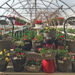 T&T Seeds
