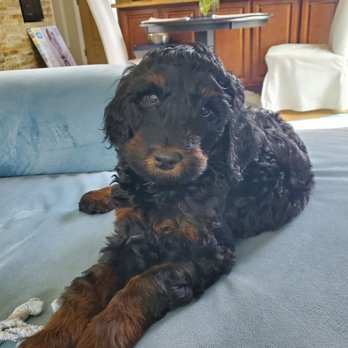 Goldendoodle Puppies - Pet Breeders Near Me - Franklin, Tennessee