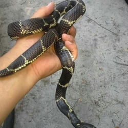 All Things Wild - Eastern king snake from Columbia SC