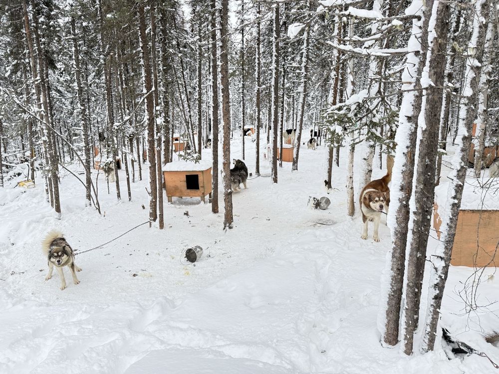 Howling Bay Kennels