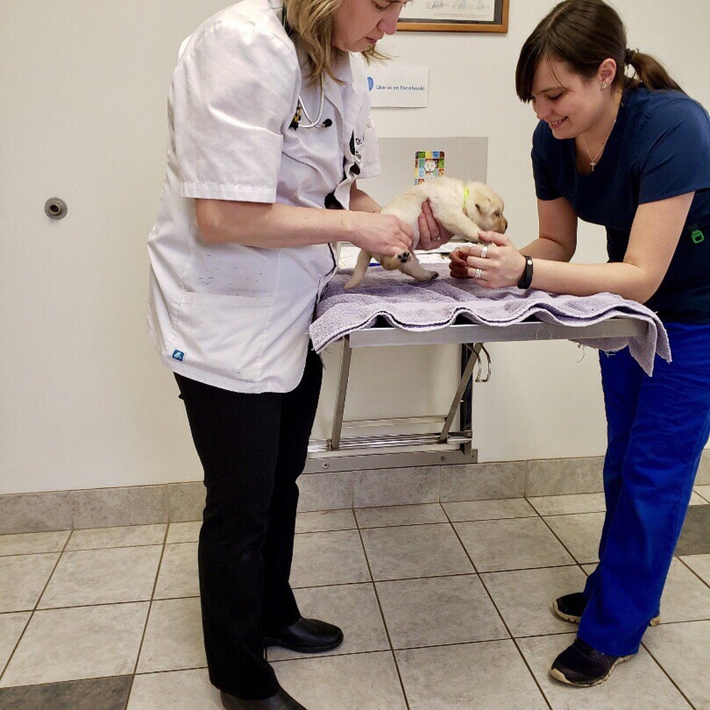 Hollow Corners Veterinary Services - 16 day old yellow Labrador puppies getting a checkup - Veterinarians Near Me - Dryden, Michigan