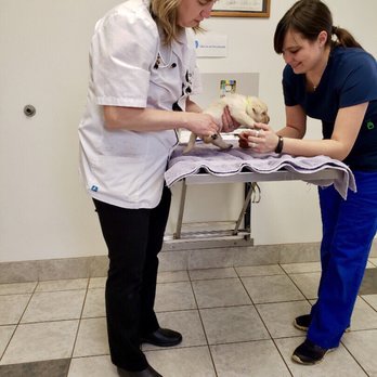 Hollow Corners Veterinary Services - 16 day old yellow Labrador puppies getting a checkup - Veterinarians Near Me - Dryden, Michigan Hollow Corners Veterinary Services - 16 day old yellow Labrador puppies getting a checkup - Veterinarians Near Me - Dryden, Michigan