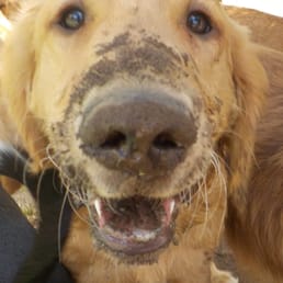 Vino having an amazing time at Two Rock Dog Ranch! Vino having an amazing time at Two Rock Dog Ranch!
