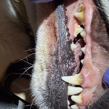 Pawsitivly Clean Pet Dental - Before - Veterinarians Near Me Pawsitivly Clean Pet Dental - Before - Veterinarians Near Me