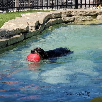 BloomingPaws - Pet Sitting Near Me - Bloomington, Indiana BloomingPaws - Pet Sitting Near Me - Bloomington, Indiana