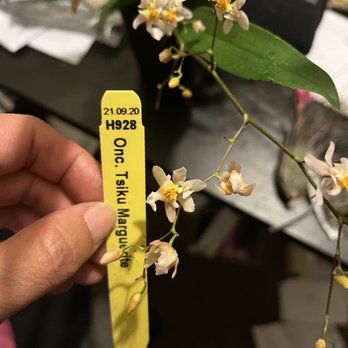 Kawamoto Orchid Nursery - Smells like baby powder!! $20 - Nurseries & Gardening Near Me - Honolulu, Hawaii