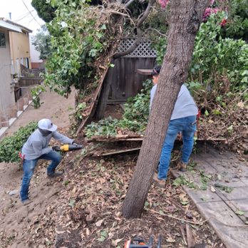 Olive Green Landscaping - Tree Services Near Me - Wilmington, California Olive Green Landscaping - Tree Services Near Me - Wilmington, California
