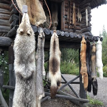 Riverboat Discovery - Wolf, Bobcat, Wolverine and Fox skins - Boat Tours Near Me - Fairbanks, Alaska