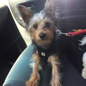 SFWoofPack - Dude riding shot gun on the way to his adventure. - Dog Walkers Near Me