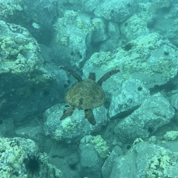 Zephyr Maui - Turtle in turtle town - Snorkeling Near Me - Kihei, Hawaii
