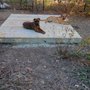 Photo of Volunteer Fences & Decks