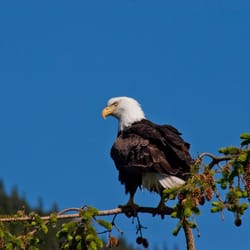 Alaska Nature Tours - Bald eagles are abundant in Haines, Alaska. Our power spotting scopes allow us to get close views of perched eagles and their nests.