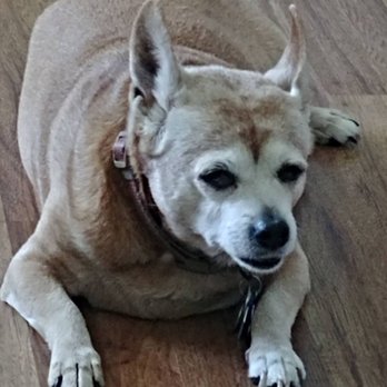 PetSmart - My Rozee who passed over the Rainbow Bridge. 11/10/2018. She used to love to go shopping with us. - Pet Training Near Me - Palm Desert, California