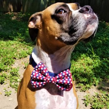 Barking Bad - Pet Stores Near Me Barking Bad - Pet Stores Near Me