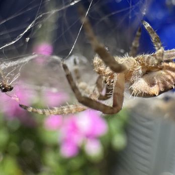 Wise House Pest Control - Port Saint Lucie Pest control, Spider web removal - Pest Control Near Me - Lantana, Florida Wise House Pest Control - Port Saint Lucie Pest control, Spider web removal - Pest Control Near Me - Lantana, Florida