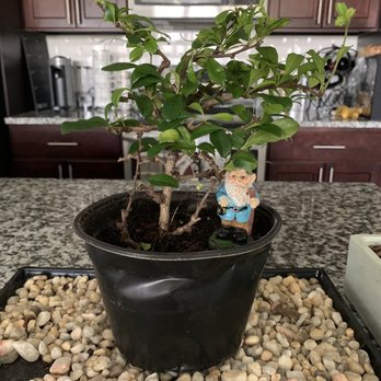 Lou's Bonsai - This is our new little tree - Nurseries & Gardening Near Me - venice, Florida Lou's Bonsai - This is our new little tree - Nurseries & Gardening Near Me - venice, Florida