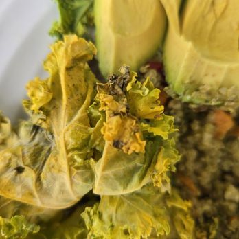 MyRoots Juice Bar & Kitchen - The kale had mildew on it, it was getting bad and they still served me the kale thats going bad. - Juice Bars & Smoothies Near Me - Miami, Florida MyRoots Juice Bar & Kitchen - The kale had mildew on it, it was getting bad and they still served me the kale thats going bad. - Juice Bars & Smoothies Near Me - Miami, Florida