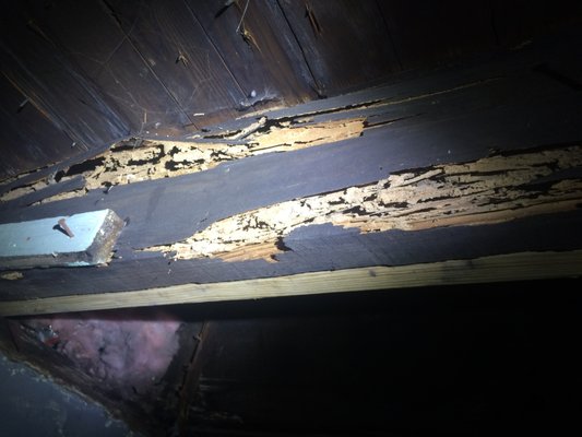 Termite Inspection - Buckeye State Inspections LLC is a licensed Pest Inspector in the State of Ohio. The cost of a Wood Destroying Insect Inspection, or WDI Inspection, starts at $80 for single family homes located in Franklin County and parts of Delaware, Fairfield, Knox, Morrow, Pickaway, Union, and Licking Counties. If you are purchasing a radon and pest inspection, a discount may apply. Please call 614-778-6677 for a free quote.
During the inspection, we look for evidence of wood destroying insects including termites, carpenter ants, carpenter bees, and powder post beetles. Most termite inspections take less than an hour. Termite Inspection - Buckeye State Inspections LLC is a licensed Pest Inspector in the State of Ohio. The cost of a Wood Destroying Insect Inspection, or WDI Inspection, starts at $80 for single family homes located in Franklin County and parts of Delaware, Fairfield, Knox, Morrow, Pickaway, Union, and Licking Counties. If you are purchasing a radon and pest inspection, a discount may apply. Please call 614-778-6677 for a free quote.
During the inspection, we look for evidence of wood destroying insects including termites, carpenter ants, carpenter bees, and powder post beetles. Most termite inspections take less than an hour.