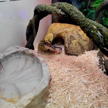 Pet Supplies Plus Allen - Lives animals for sale! - Pet Groomers Near Me - Allen, Texas Pet Supplies Plus Allen - Lives animals for sale! - Pet Groomers Near Me - Allen, Texas