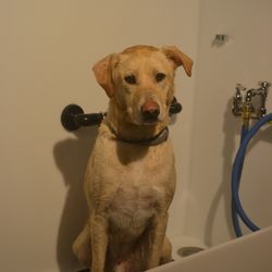 Paw Place