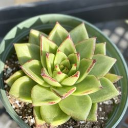Green Thumb Nursery - 6" Echeveria agavoides 'Lipstick' $10.99