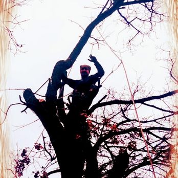 1. All About Trees
