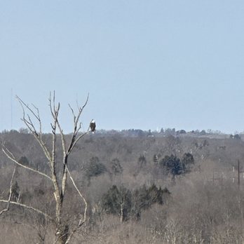 Gouveia Vineyards - Saw a bald eagle - Wineries Near Me - Wallingford, Connecticut