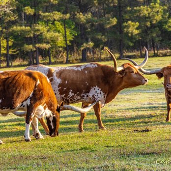 Beans Creek Ranch Bed and Breakfast - Longhorn - Bed & Breakfast Near Me - Rusk, Texas Beans Creek Ranch Bed and Breakfast - Longhorn - Bed & Breakfast Near Me - Rusk, Texas