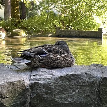 Bonneville Dam Fish Hatchery - Duck - Aquariums Near Me - Cascade Locks, Oregon