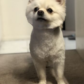Dazzling Pup - Pet Groomers Near Me - San Gabriel, California
