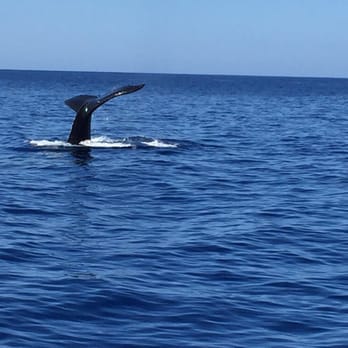 Kai Kanani Sailing - An accidental whale encounter while aboard the "Kai Kanani" in between Molokini and Turtle Town! Good times!! - Boat Charters Near Me - Wailea, Hawaii