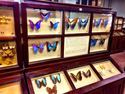 Museum of Natural History “Giacomo Doria” by null