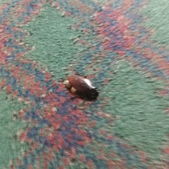 Hilltop Hotel - A cockroach in front of our door. - Hotels Near Me - Sweetwater, Tennessee Hilltop Hotel - A cockroach in front of our door. - Hotels Near Me - Sweetwater, Tennessee