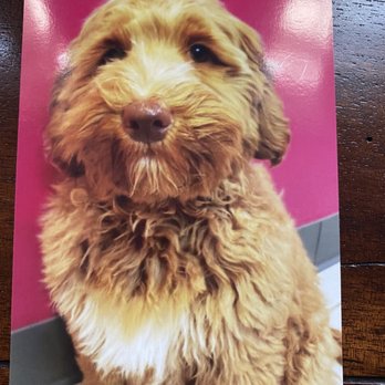 Dog Day Everyday - 1st day at school picture that was sent home! - Pet Sitting Near Me - West Chester, Ohio Dog Day Everyday - 1st day at school picture that was sent home! - Pet Sitting Near Me - West Chester, Ohio
