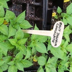 Cross Country Nurseries - I did not buy these.