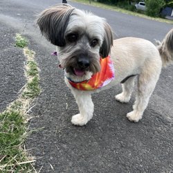The Groomery - Sigmund out for his walk after being groomed.