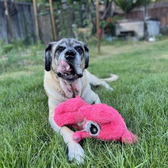 Fluffed Petcare - Pet Sitting Near Me Fluffed Petcare - Pet Sitting Near Me