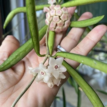 Tropic Plants - Nurseries & Gardening Near Me - Tamarac, Florida