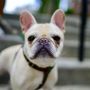 Photo of Doggie Fit