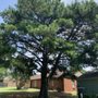 Photo of Desoto Tree Service