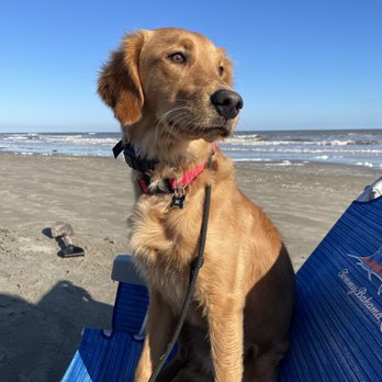 Good DaweG - Pet Training Near Me - Houston, Texas Good DaweG - Pet Training Near Me - Houston, Texas