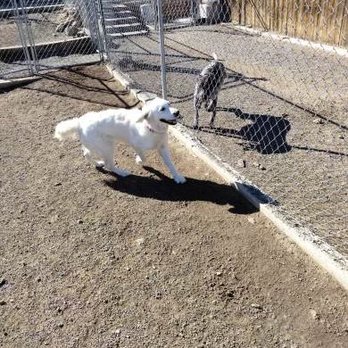 K9 BNB - Pet Boarding Near Me - Palomino Valley, Nevada K9 BNB - Pet Boarding Near Me - Palomino Valley, Nevada