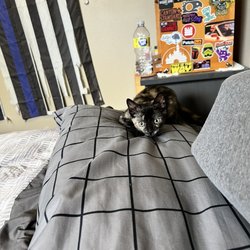 Helen Sanders CatPAWS