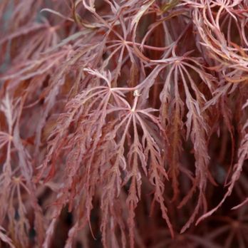 Platt Hill Nursery - Crimson Queen Japanese Maple - Nurseries & Gardening Near Me - Bloomingdale, Illinois