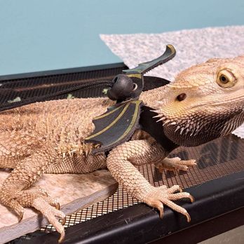 Rainforest Pet Store - Gizmo - 4 year old male bearded dragon - One of our mascots - Reptile Shops Near Me - Melbourne, Florida Rainforest Pet Store - Gizmo - 4 year old male bearded dragon - One of our mascots - Reptile Shops Near Me - Melbourne, Florida