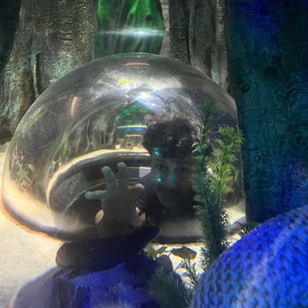 Sea Life - Axolotl - Aquariums Near Me - Orlando, Florida