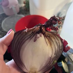 Daylight Produce - Onion and cucumber but there was more rotten