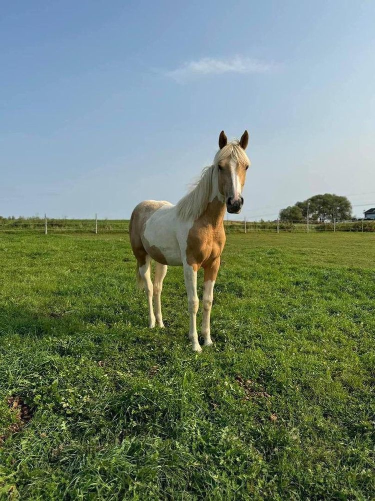 Punchy Eight - equestrian in Dallas, TX